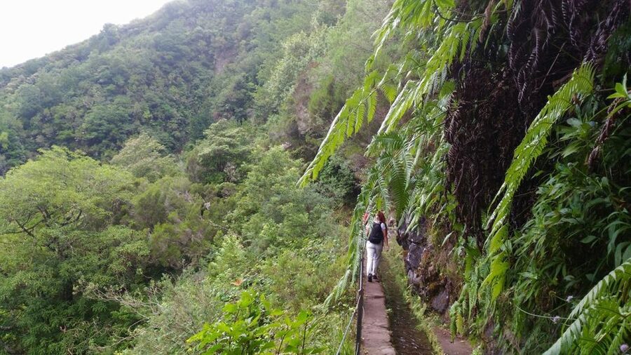 Madeira: Queimadas, Caldeirão Verde and Levada Walk - Language, timing, and simple preparation
