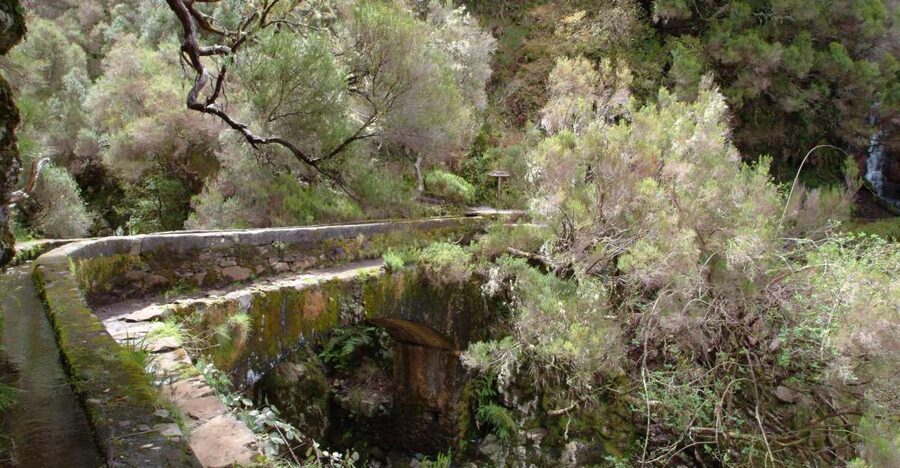Madeira: Rabaçal Valleys 3-Hour Guided Walk - The Laurisilva Forest and its unusual plants