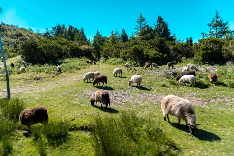 Madeira: Santana Jeep Safari and Balções Levada Walk - Why this eastern Madeira day works well