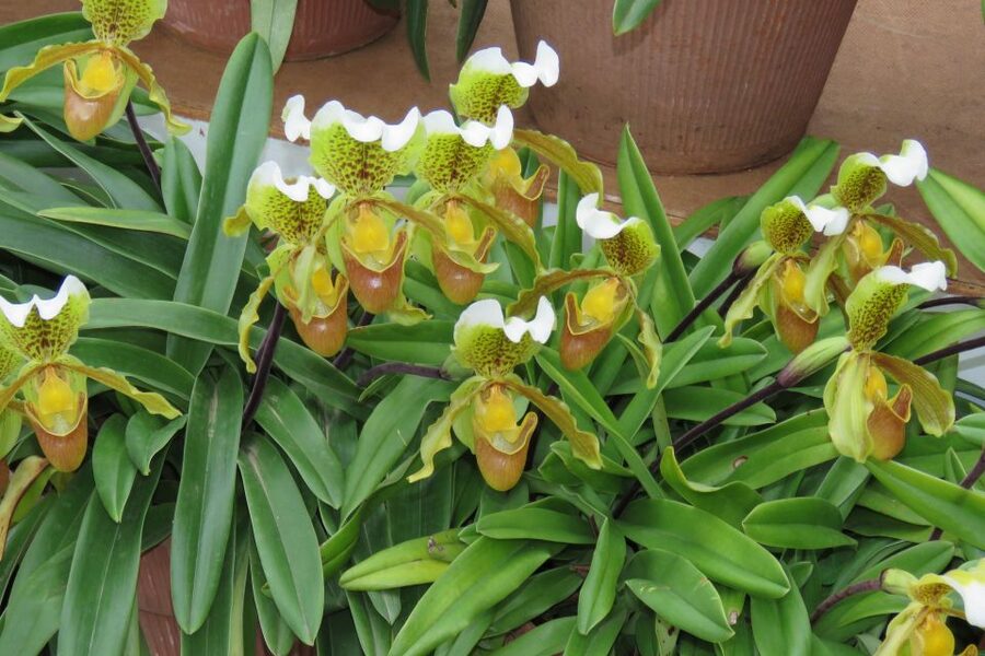 Madeira : Santo de Serra Local Farmers' Market half day trip - The open-top 4x4 and off-road section