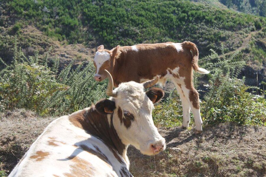 Madeira : Southwest coast, Run & Anjo´s Waterfall 4x4 Tour - The small-group advantage
