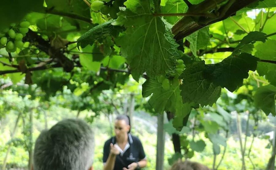 Madeira - Vineyard Tour Wine Tasting - Included - How the price compares with doing it yourself