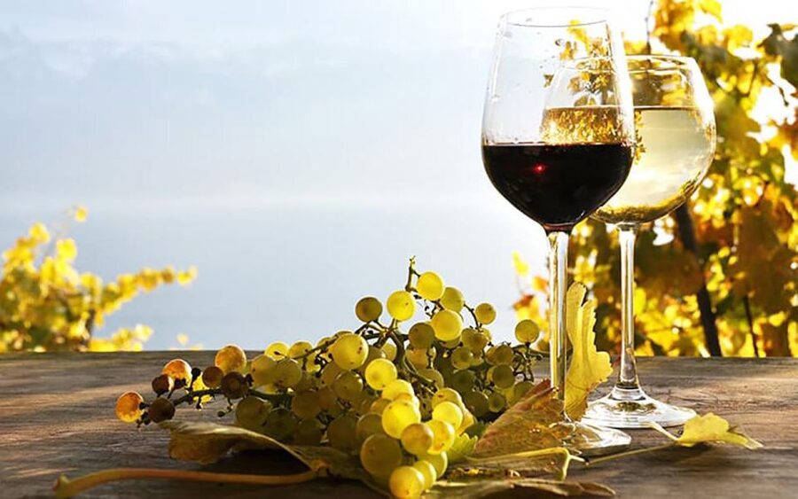 Madeira - Vineyard Tour Wine Tasting - Included - Who will enjoy this most