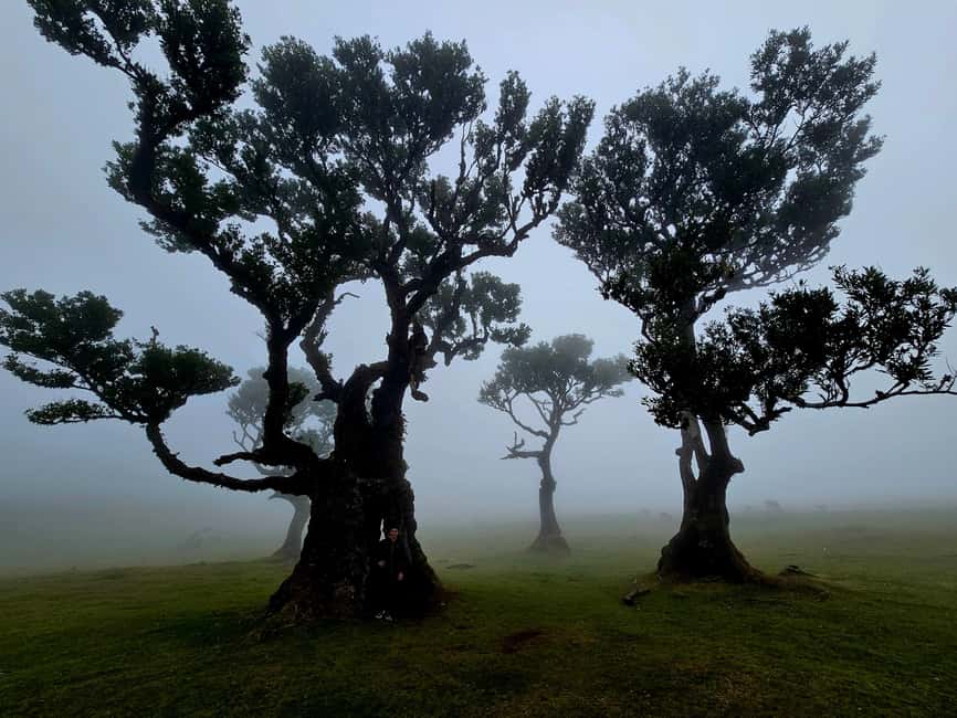 Madeira: Visit the Vulcanic Pools, Waterfalls and the Magic Forest of Fanal - Walking among the trees at Fanal Forest
