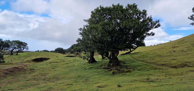 Madeira West Island Full-Day Tour with Fanal Forest - Seixal adds waterfalls and rugged coast