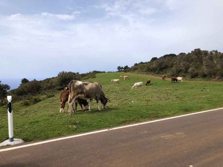 Madeira West Safari - The natural lava pools of Porto Moniz - Should you book Madeira West Safari?