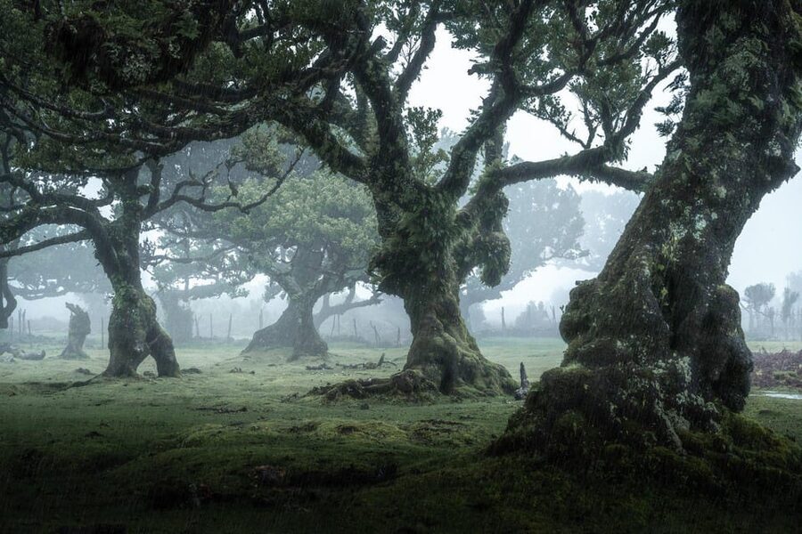Madeira: West Tour With Guide Fanal Forest SykWalkExperience - Key points at a glance