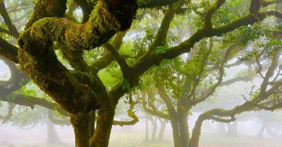 Madeira: Western Madeira Guided Trip & Fanal Mystic Forest - Key points to know before booking