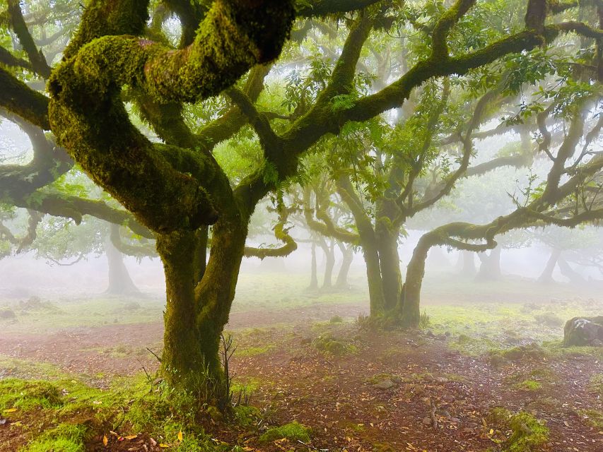 Madeira: Western Madeira Guided Trip & Fanal Mystic Forest - Véu da Noiva gives the day a fitting finish
