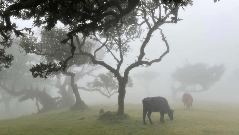 Madeira: Westside Achadas Cruz, Moniz, Seixal and Fanal - Riding down to Achadas da Cruz
