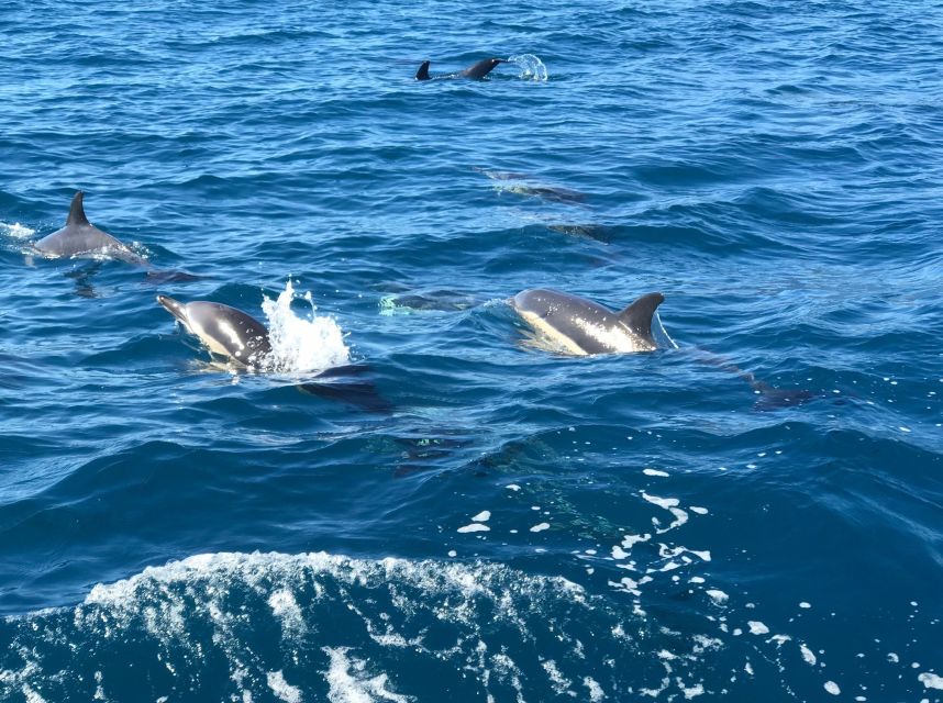 Madeira: Whale and Dolphin Watching Private Cruise - What the crew adds to the day