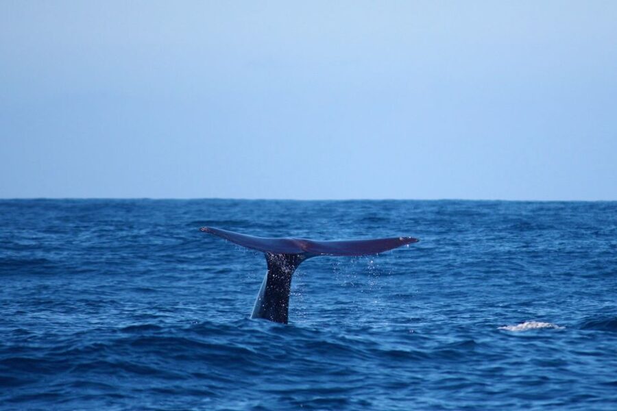 Madeira: Whale and Dolphin Watching Private Cruise - Watching dolphins and whales without a promise