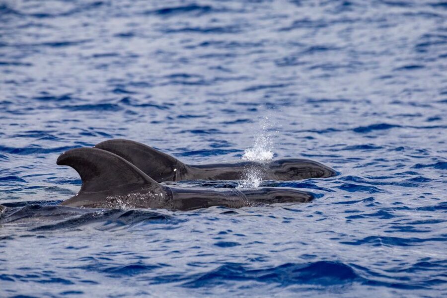 Madeira: Whale and Dolphin Watching Tour - Who will enjoy this Madeira boat trip most?