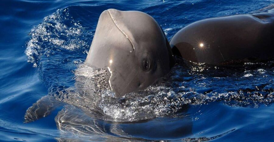 Madeira: Whale and Dolphin Watching Tour - Starting inside Dreams Hotel at Quinta do Lorde