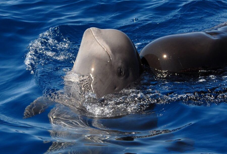 Madeira: Whale and Dolphin Watching Tour - Searching the Atlantic off Ponta de São Lourenço