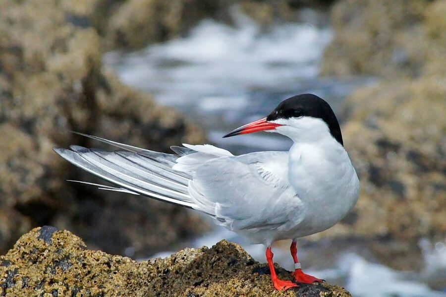 Madeira: Whale and Dolphin Watching Tour - Dolphins, whales, turtles, and seabirds
