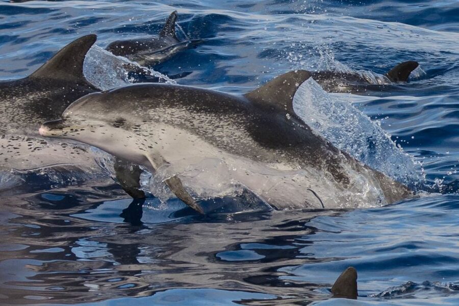 Madeira: Whale and Dolphin Watching Tour - Summer swimming and snorkeling at the eastern tip