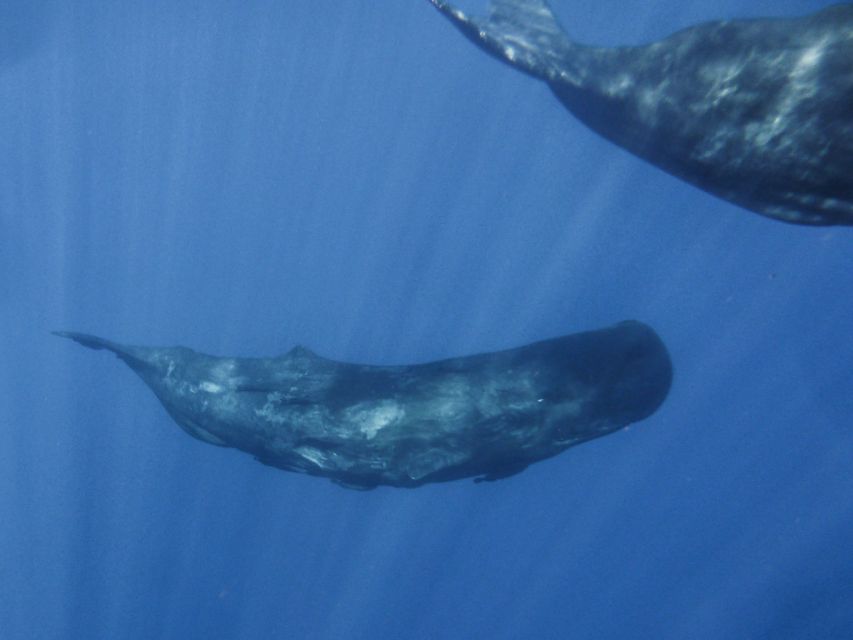 Madeira: Whale and Dolphin Watching Tour - Is $70 a fair price for two hours?