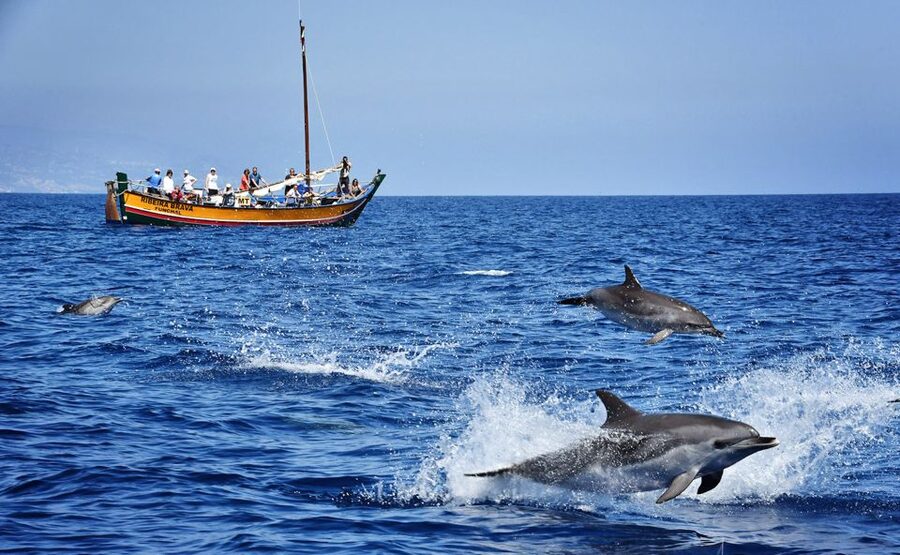Madeira: Whale Watching Excursion in a Traditional Vessel - Key points to know before booking