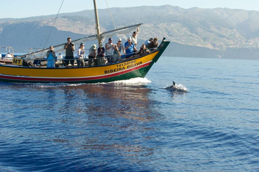 Madeira: Whale Watching Excursion in a Traditional Vessel - Practical tips for a better outing