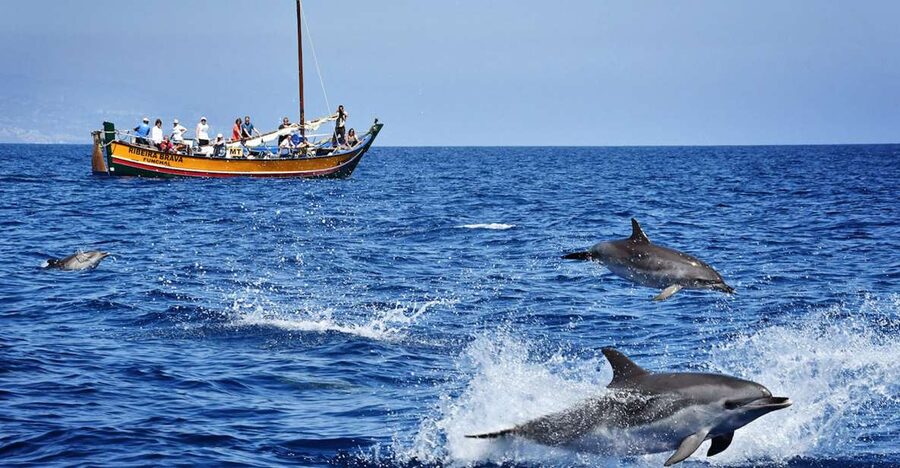 Madeira: Whale Watching Excursion in a Traditional Vessel - Setting out from the marina on the Ribeira Brava