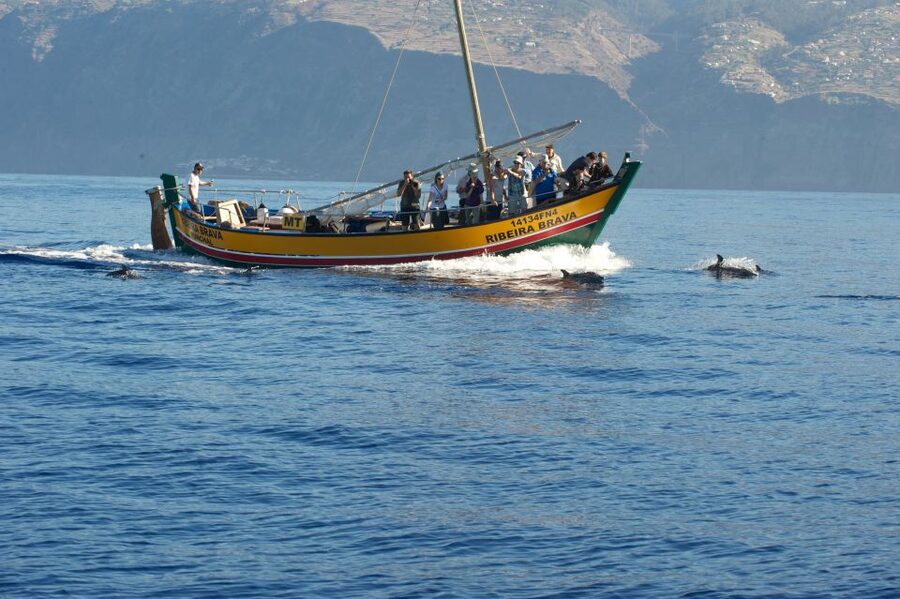 Madeira: Whale Watching Excursion in a Traditional Vessel - Searching for dolphins, whales, and monk seals
