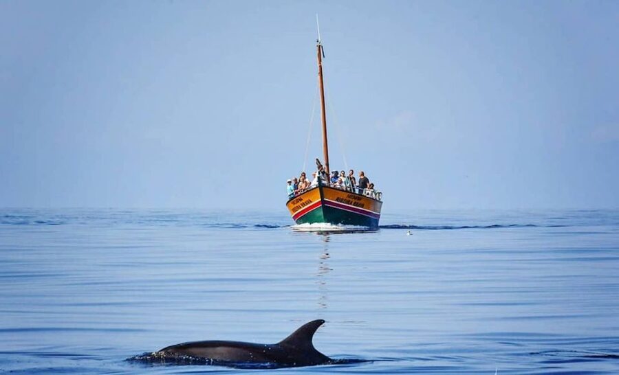 Madeira: Whale Watching Excursion in a Traditional Vessel - How much value you get for $53