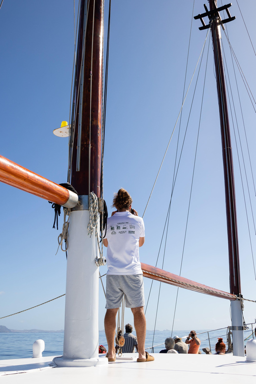 Madeira : Whales and Dolphins wooden boat excursion - Key points to know before you book