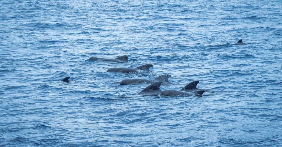 Madeira : Whales and Dolphins wooden boat excursion - Setting out from Funchal’s Pier 8