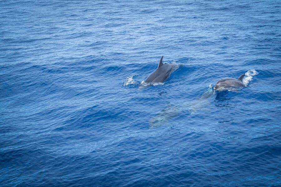 Madeira : Whales and Dolphins wooden boat excursion - Boat comfort, shade, and family details
