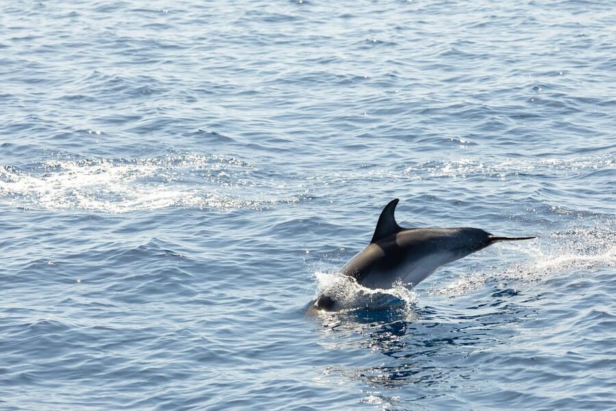 Madeira : Whales and Dolphins wooden boat excursion - Is $41 a good value?
