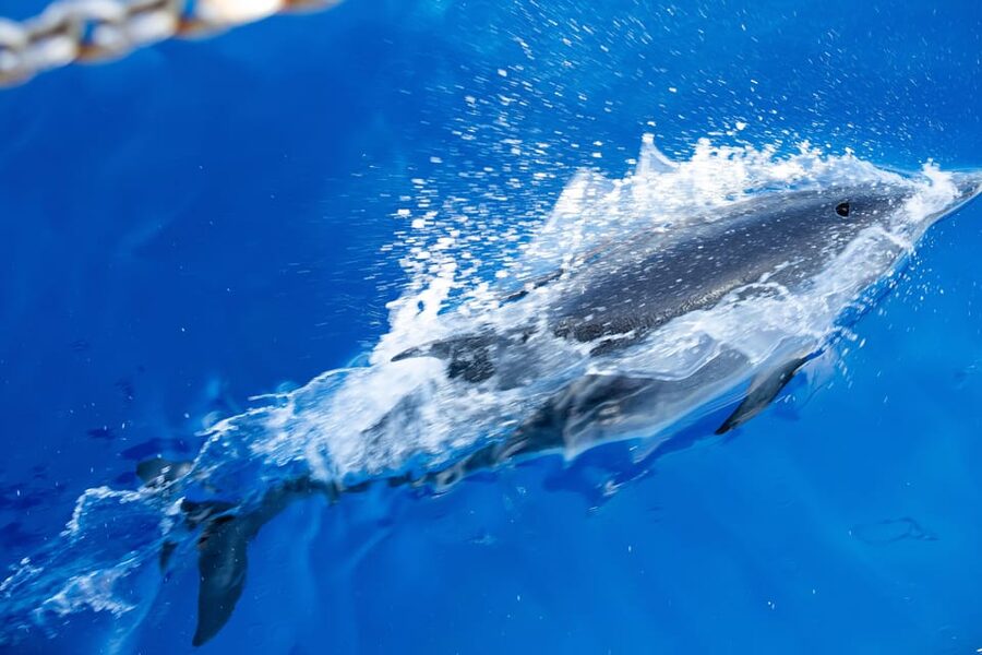 Madeira : Whales and Dolphins wooden boat excursion - Who will enjoy this Madeira excursion?