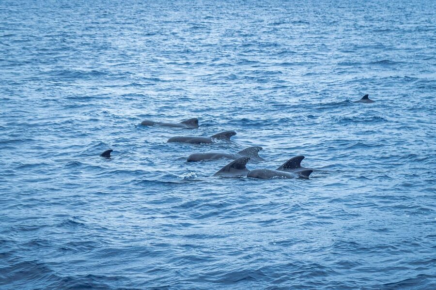 Madeira : Whales and Dolphins wooden boat excursion - Small practical tips that improve the day
