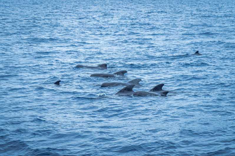 Madeira : Whales and Dolphins wooden boat excursion - Three hours with whales and dolphins as the main goal
