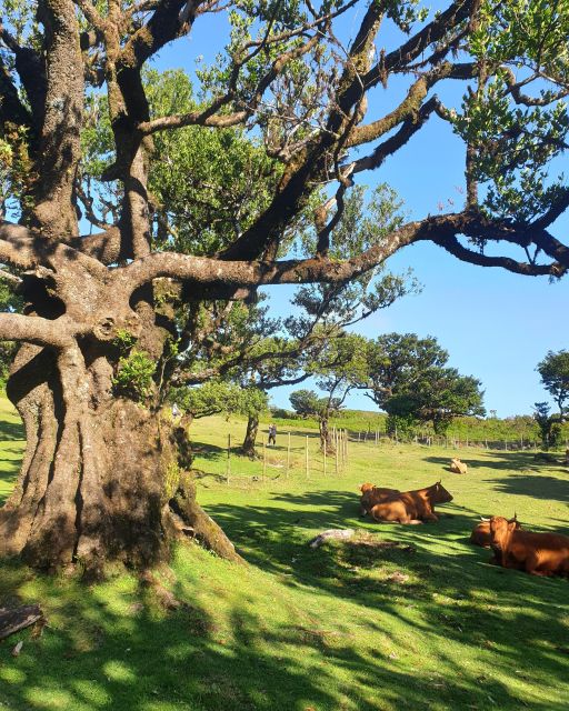 Madeira Wild West 4X4 Tour Safari - The guides shape the day