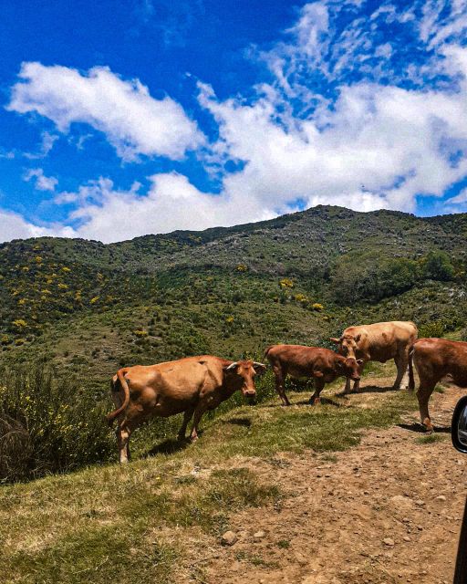 Madeira Wild West 4X4 Tour Safari - Ribeira da Janela brings the coast back into view