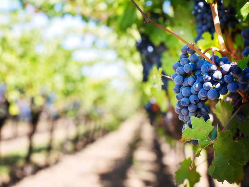 Madeira: Wine Safari Jeep Tour with Local Guide - Climbing toward Encumeada