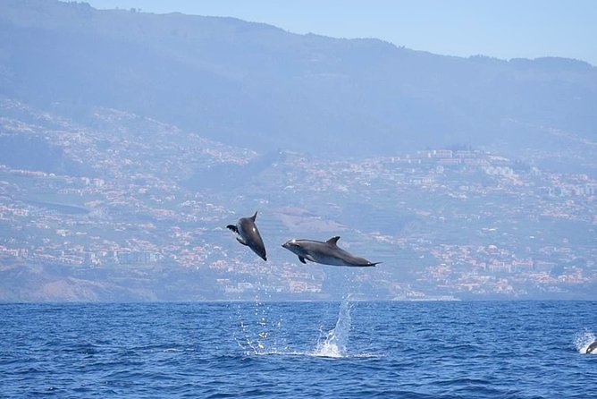 Magic Dolphin Celebrity - Madeira’s coast from the water
