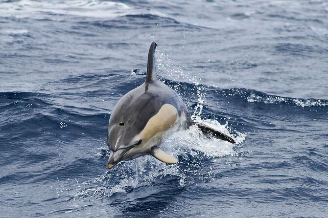 Magic Dolphin Sea Safaris - What the two-hour sea safari is really like