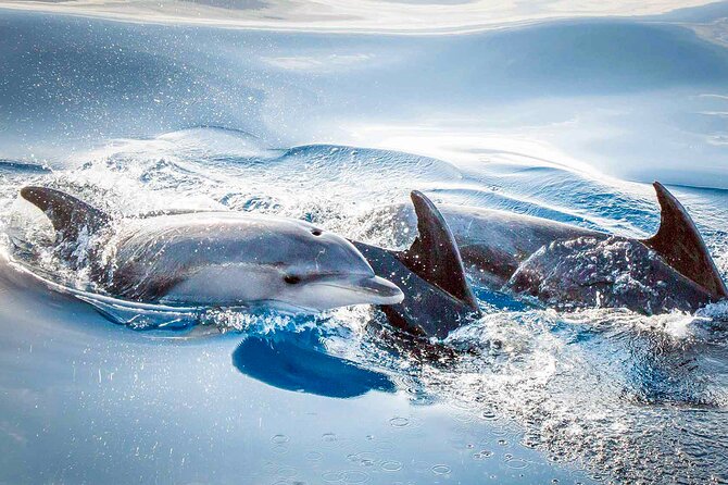 Magic Dolphin Sea Safaris - The guides and the educational side
