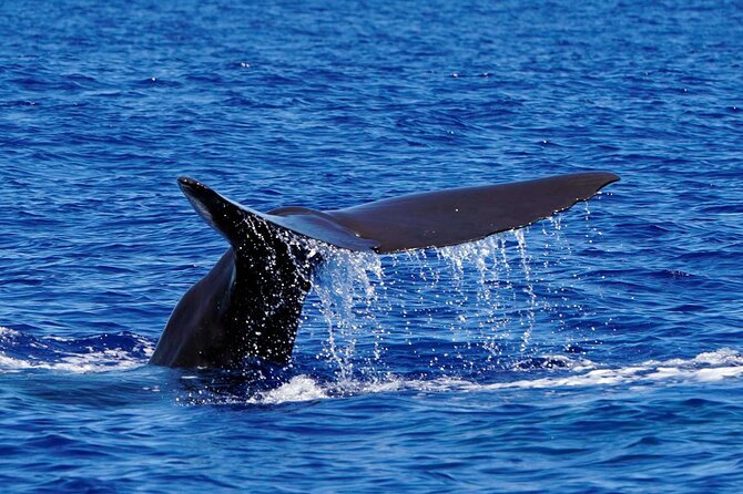 Magic Dolphin Sea Safaris - The value of $60.49