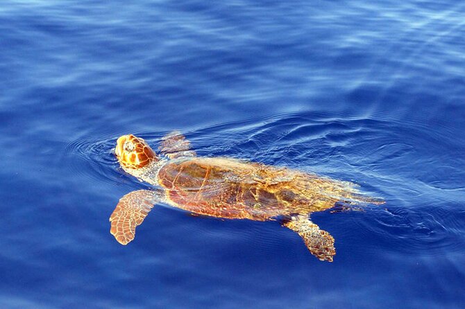 Magic Dolphin Sea Safaris - Weather, sea conditions, and cancellations