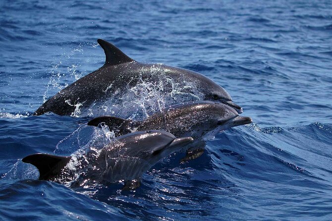 Magic Dolphin Sea Safaris - Who will enjoy this most