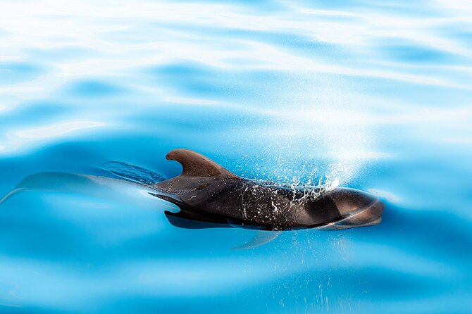 Magic Dolphin Sea Safaris - Practical tips before you book