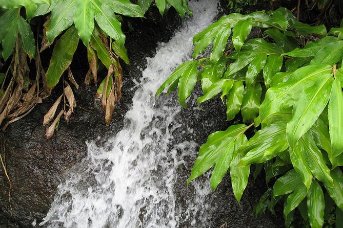 Maroços Mimosa Valley Levada Walk from Funchal - How demanding is the six-kilometre route?