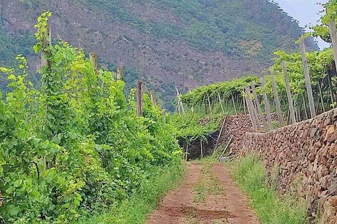 North Tour & Wine Tasting - 4x4 (Small Groups) - Ilha and Cabanas, with the north coast below