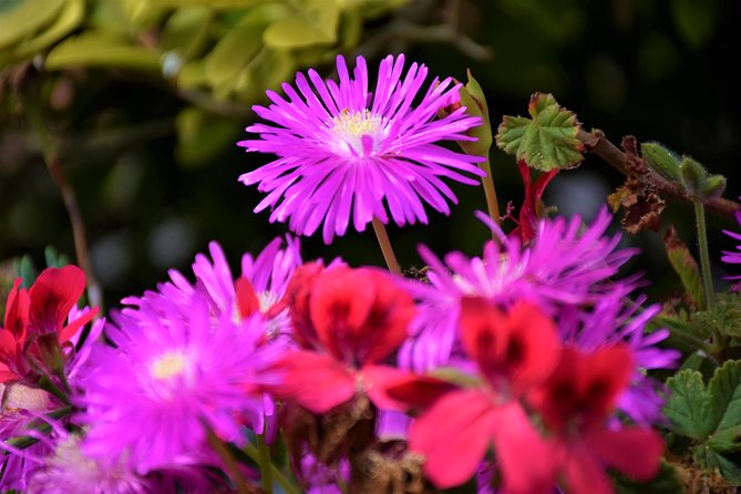 Paradise Valley Beauty Walk - Following Madeira’s old waterway from Paradise Valley