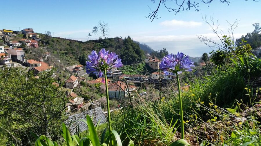 Paradise Valley half-day morning walk. - Walking Through Flowers, Trees, and Local Plant Life
