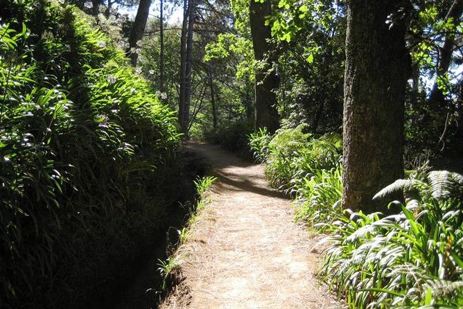 Paradise Valley - Levada Walk - Why this levada walk works for an easy Madeira morning