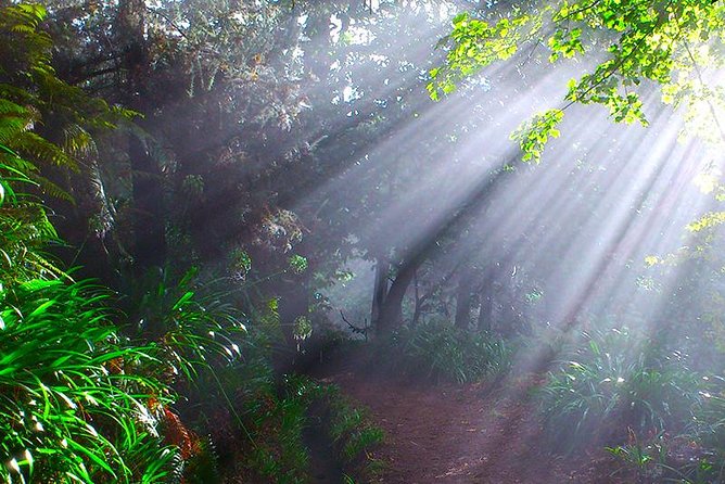 Paradise Valley - Levada Walk - Pickup from Funchal and the early start